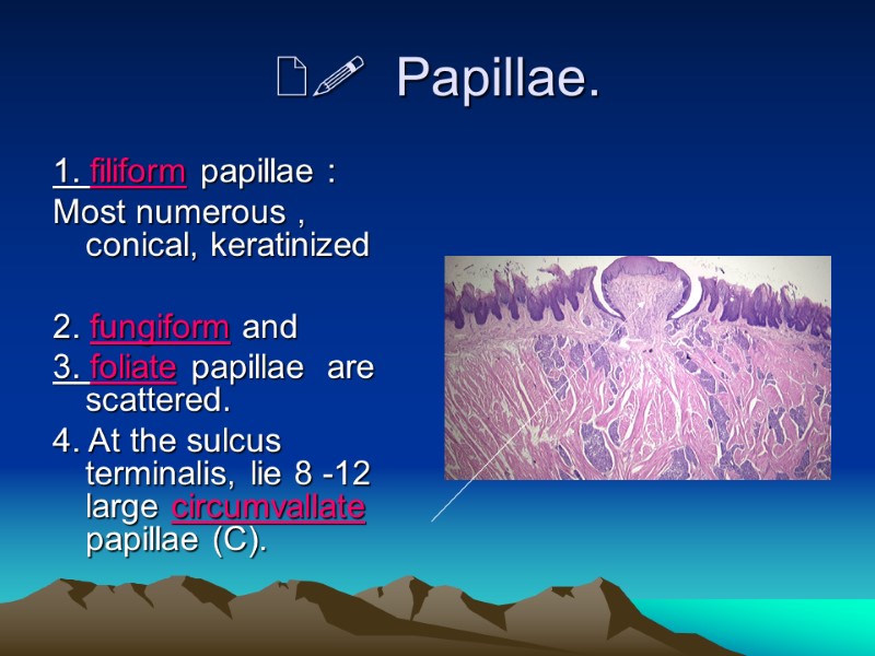   Papillae. 1. filiform papillae :  Most numerous , conical, keratinized 